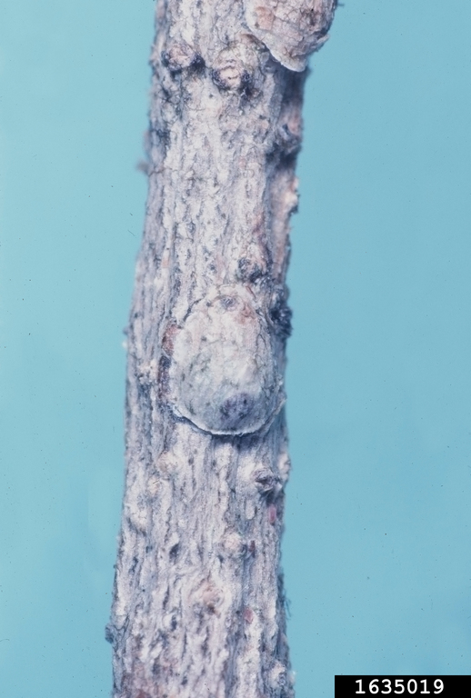 mining scale (Howardia biclavis)
