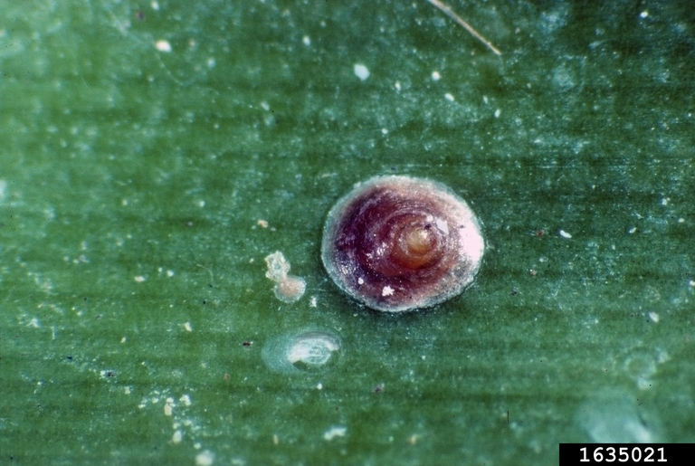 tropical palm scale (Hemiberlesia palmae)