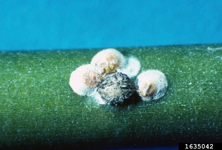 white prunicola scale (Pseudaulacaspis prunicola (Maskell))