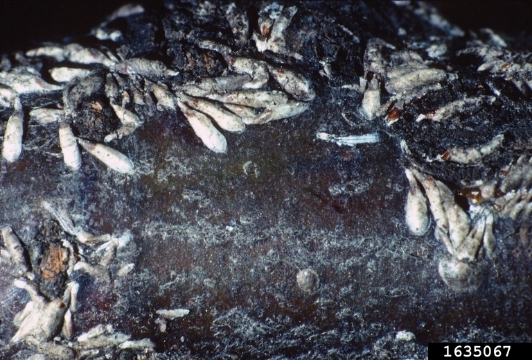 Japanese maple scale (Lopholeucaspis japonica (Cockerell))