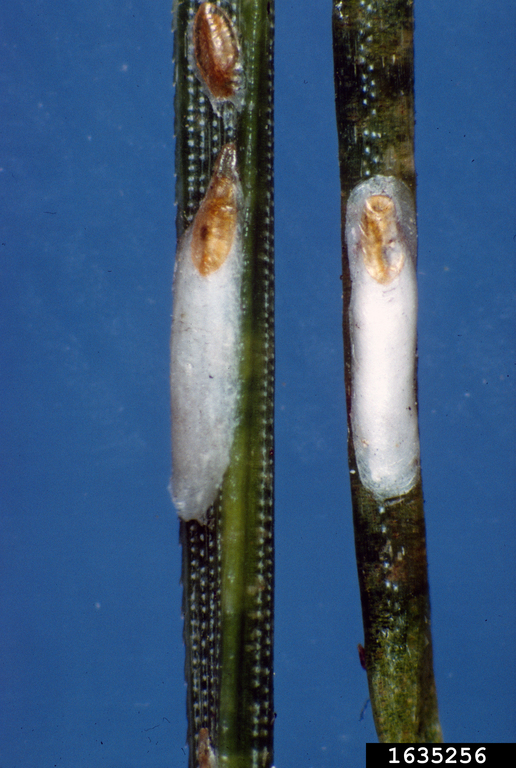 pine needle scale (Chionaspis pinifoliae (Fitch))