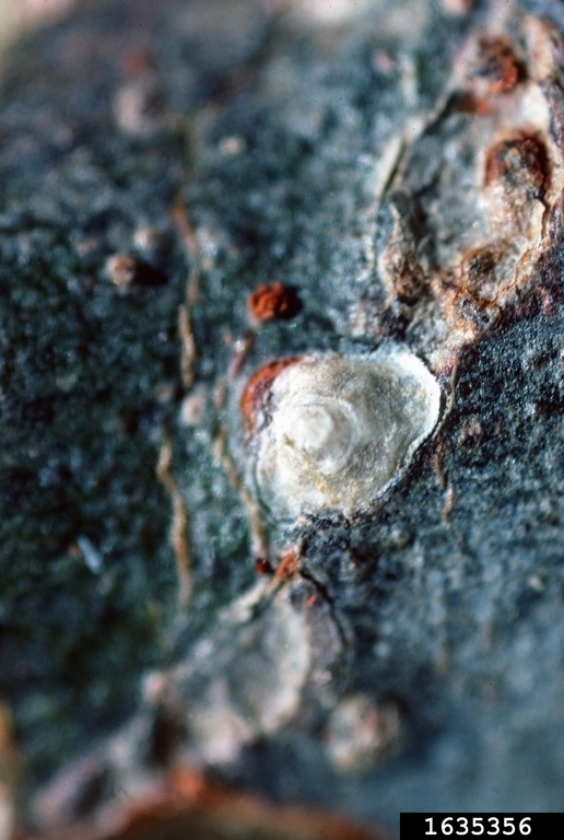orchid scale (Conchaspis angraeci)