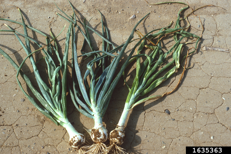 Onion yellow dwarf virus (Potyvirus Onion yellow dwarf virus (OYDV))