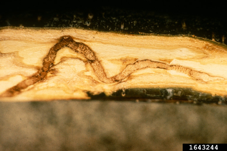 bronze birch borer (Agrilus anxius)