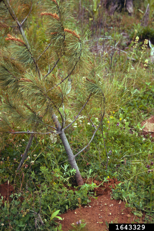 pocket gophers (family Geomyidae) (Family Geomyidae)