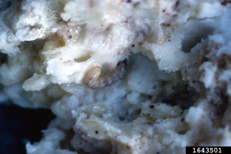 sequoia pitch moth (Synanthedon sequoiae (Henry Edwards))