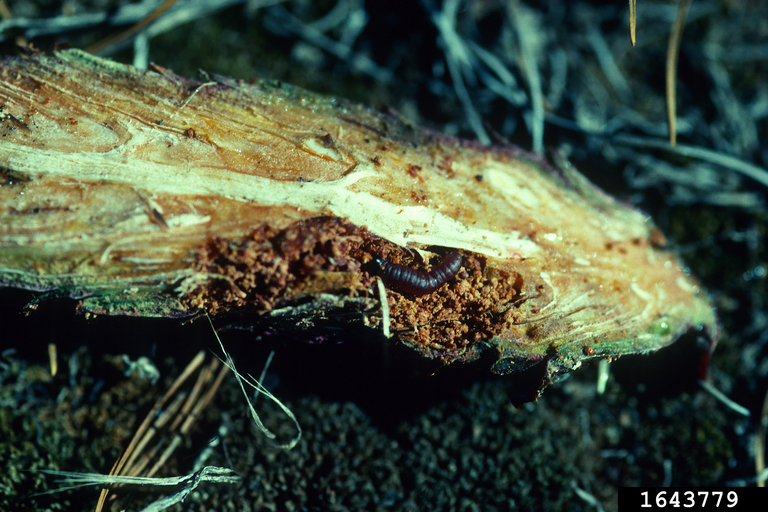 Cone Worms Genus Dioryctria Zeller 1846 Cone worms genus dioryctria zeller 1846