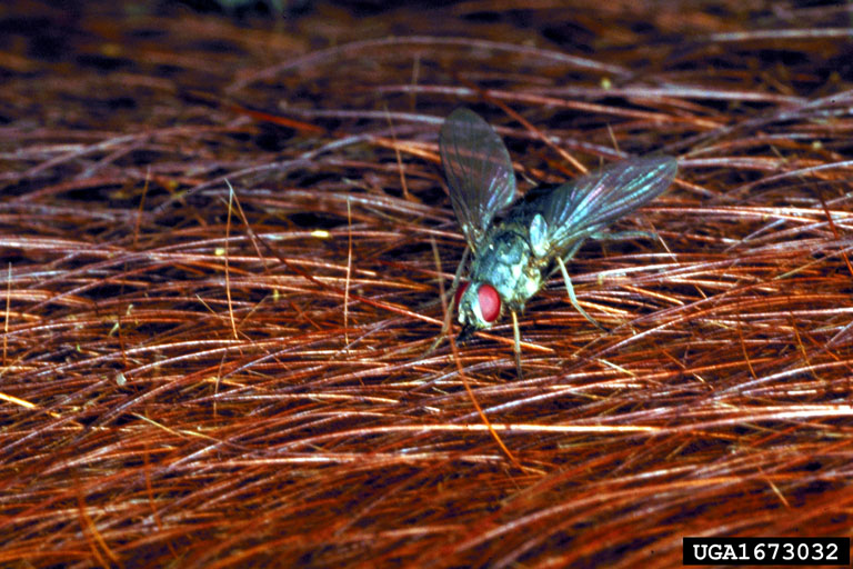horn fly (Haematobia irritans)
