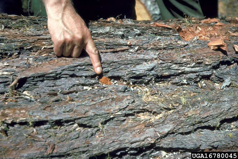 Douglasfir beetle, Dendroctonus pseudotsugae (Coleoptera