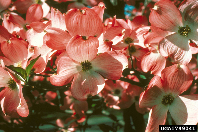 flowering dogwood (Cornus florida)
