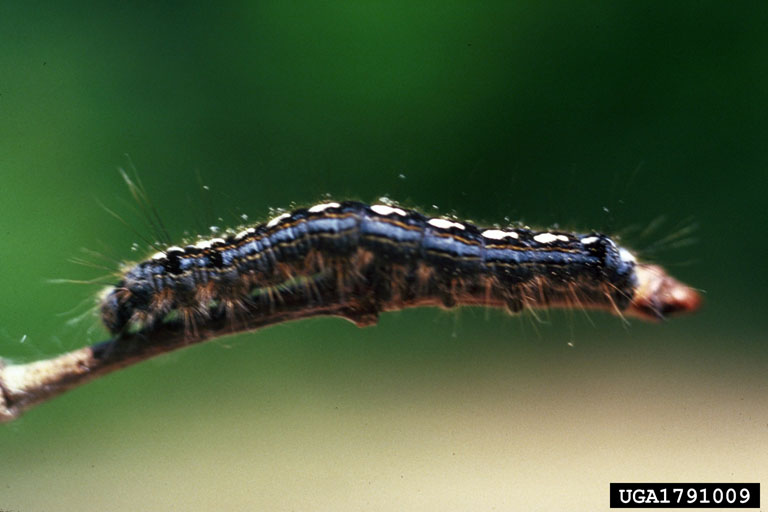 forest tent caterpillar (Malacosoma disstria)