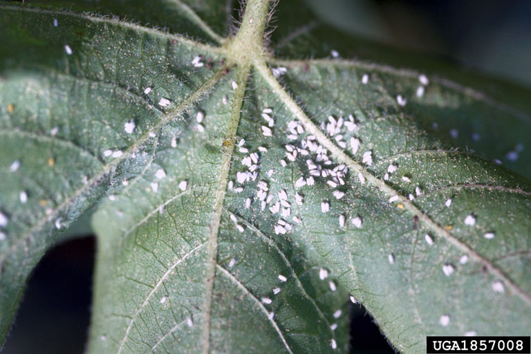 Cotton insect identification Bugwoodwiki