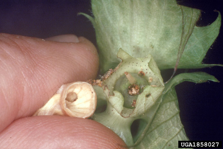 corn earworm, tomato fruitworm (Helicoverpa zea)