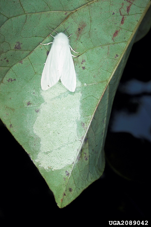 fall webworm (Hyphantria cunea)