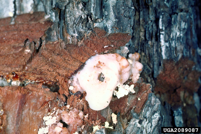 black turpentine beetle (Dendroctonus terebrans)