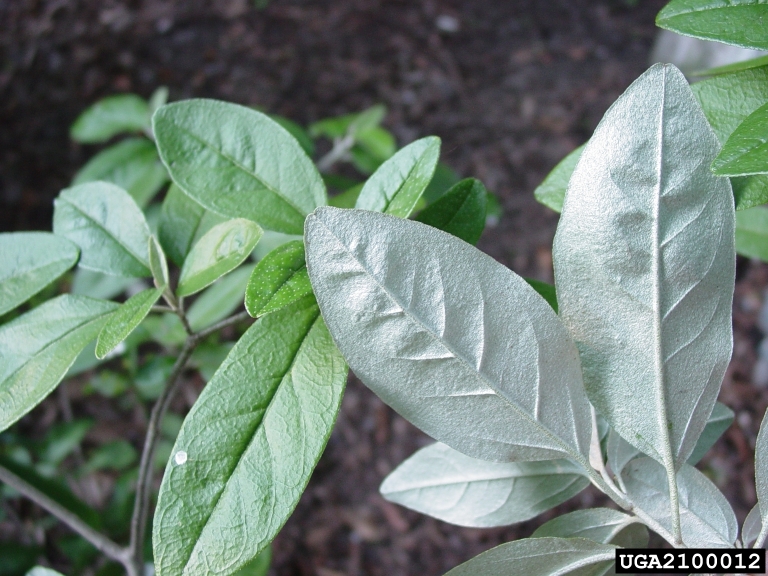 Alabama croton (Croton alabamensis)