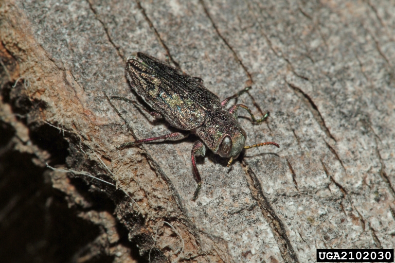 flatheaded appletree borer (Chrysobothris femorata)