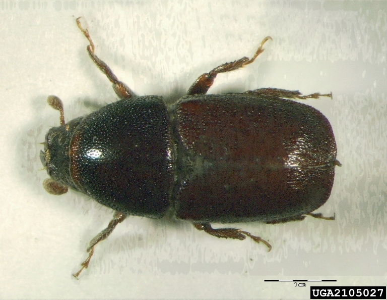 Oak Bark Beetle Watch For Predators That Look Like Pests NC State Oak Bark Beetle Watch For Predators That Look Like Pests NC State