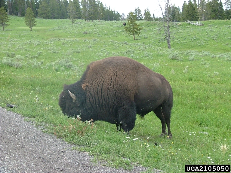 American bison (Bison bison)