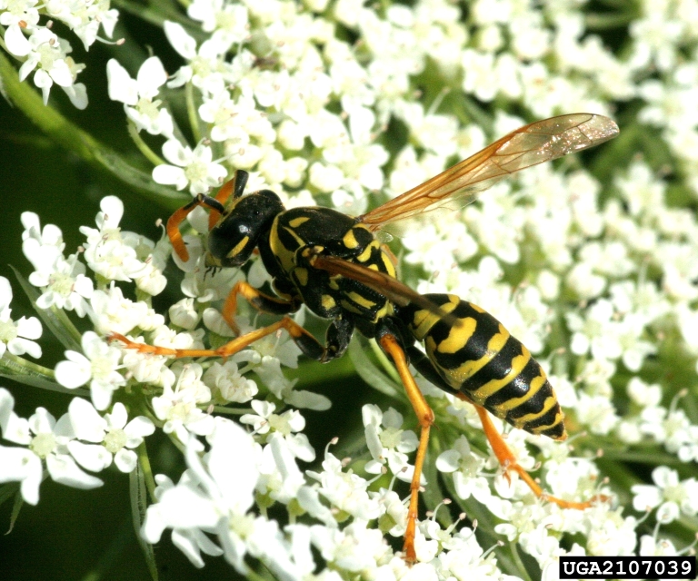 European paper wasp, Polistes dominula (Hymenoptera Vespidae) 2107039