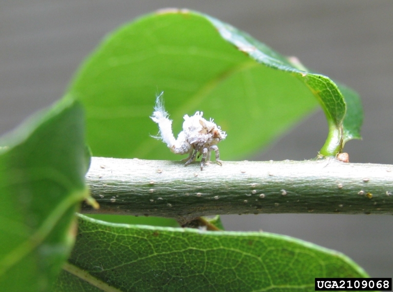 flatid planthopper (Family Flatidae)