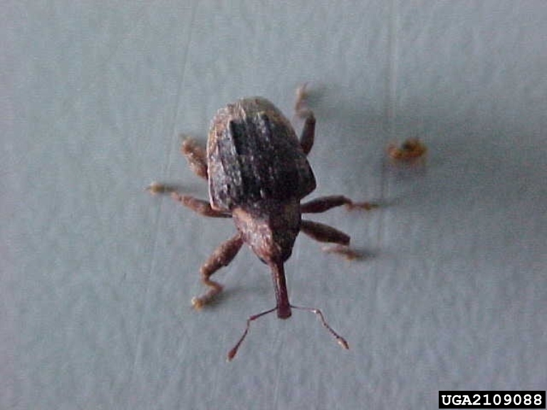 guava weevil (Conotrachelus psidii Marshal, 1922)