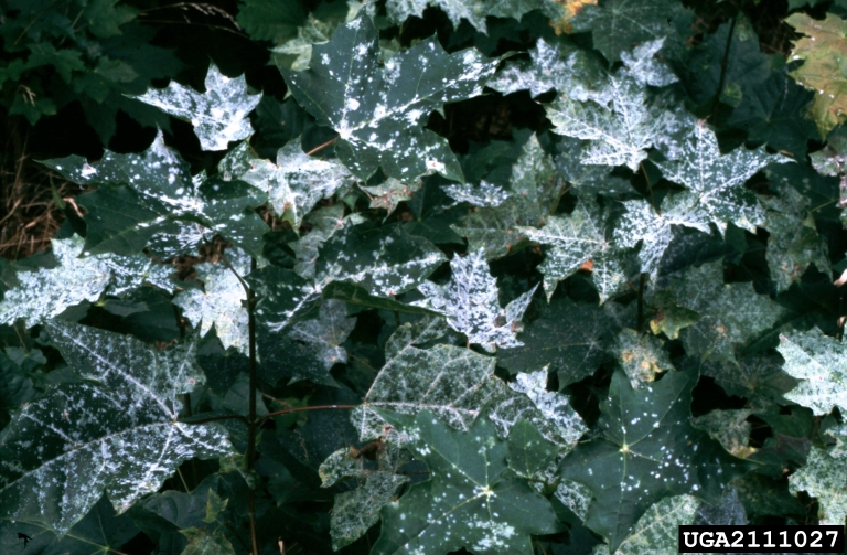 powdery mildew (Phyllactinia guttata)