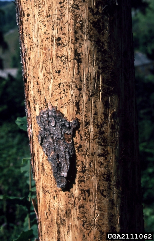 European Spruce Bark Beetle Ips Typographus On Norway Spruce Picea Abies