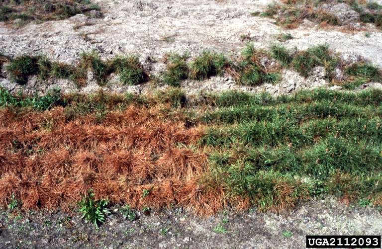 pine needle cast (Lophodermium pinastri)