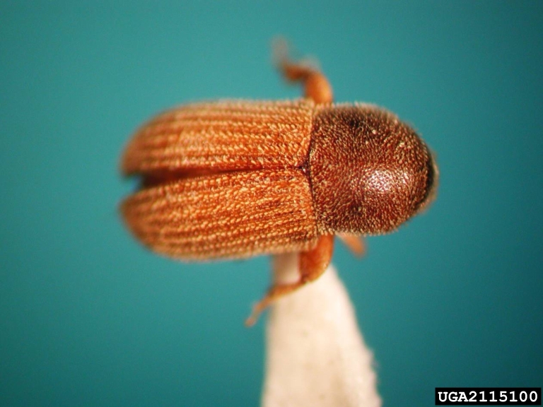 bark beetles (Genus Pycnarthrum)