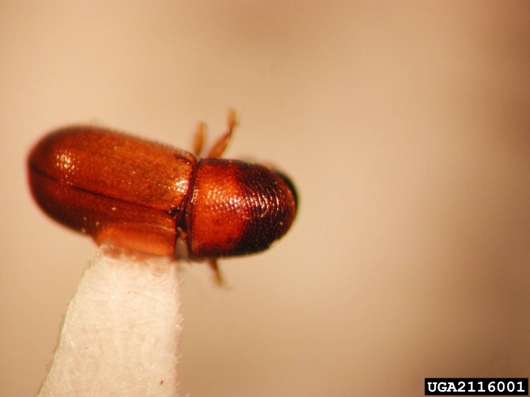 bark beetles (Genus Scolytodes)