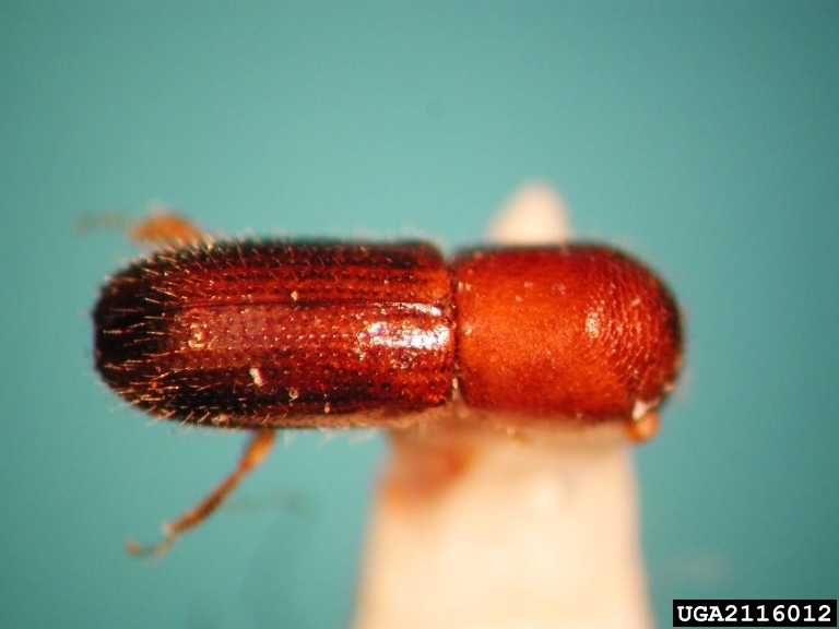 bark beetles (Genus Xyleborinus)