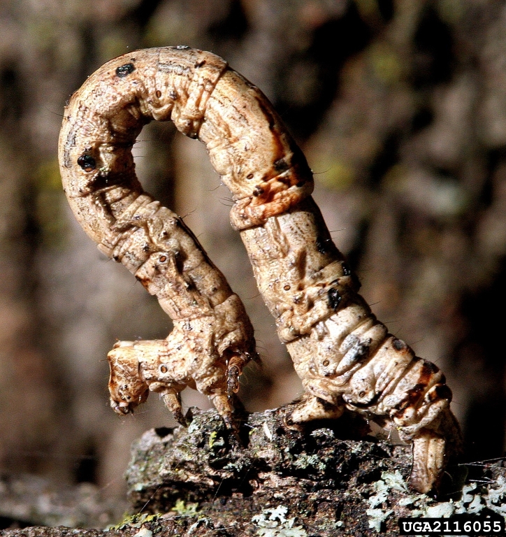 butterflies, moths or skippers (Order Lepidoptera)