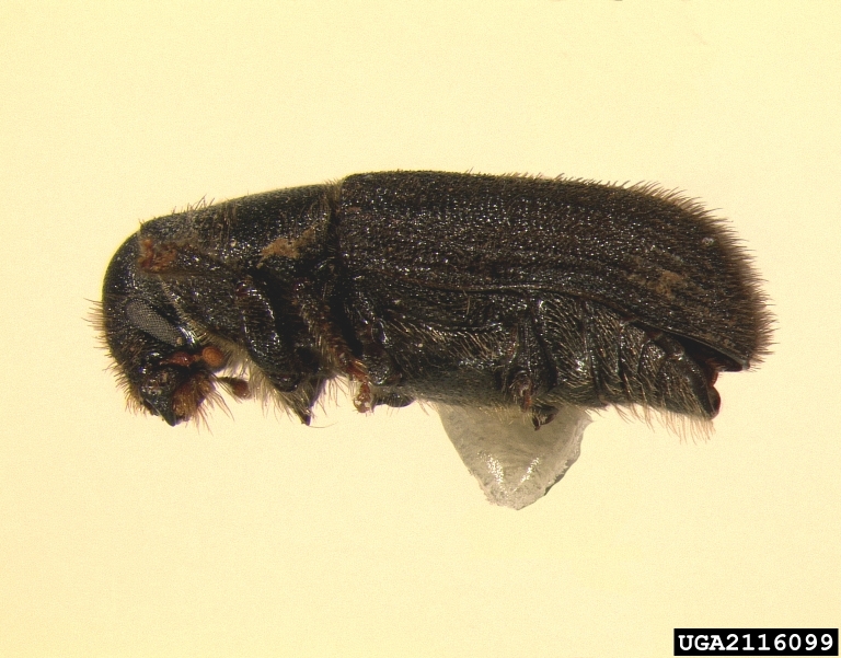 redhaired pine bark beetle, goldenhaired bark beetle (Hylurgus ligniperda)