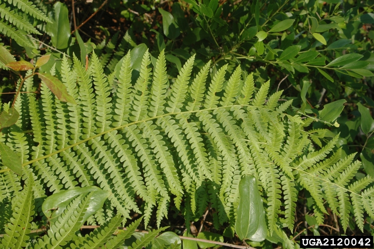 cinnamon fern (Osmundastrum cinnamomeum)