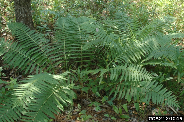cinnamon fern (Osmundastrum cinnamomeum)