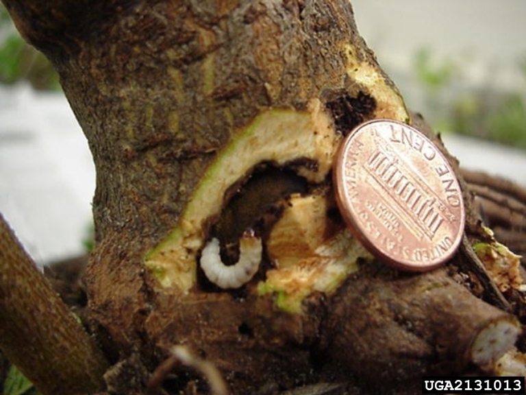 viburnum borer (Synanthedon viburni)