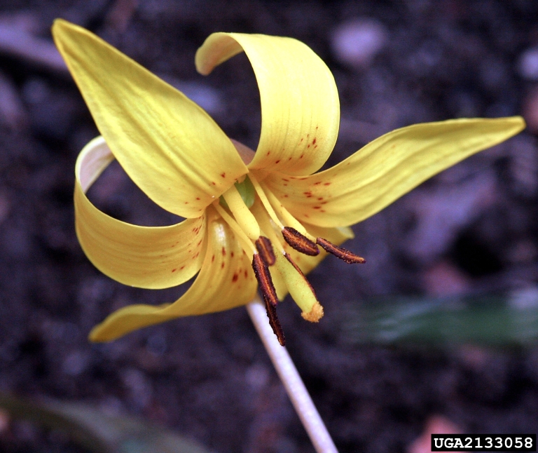 yellow trout lily (Erythronium americanum)