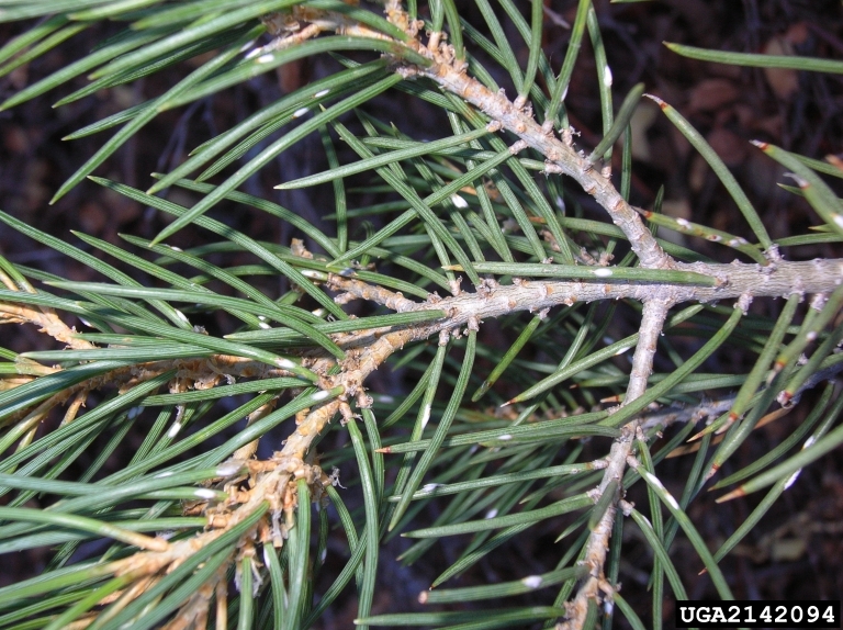 pine needle scale (Chionaspis pinifoliae)