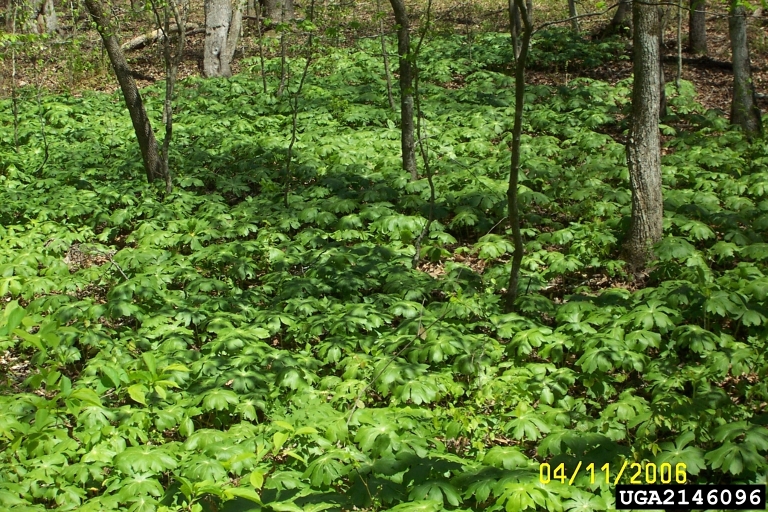 mayapple (Podophyllum peltatum)