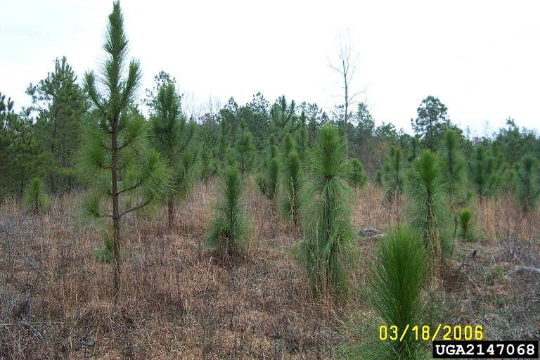 long leaf pine