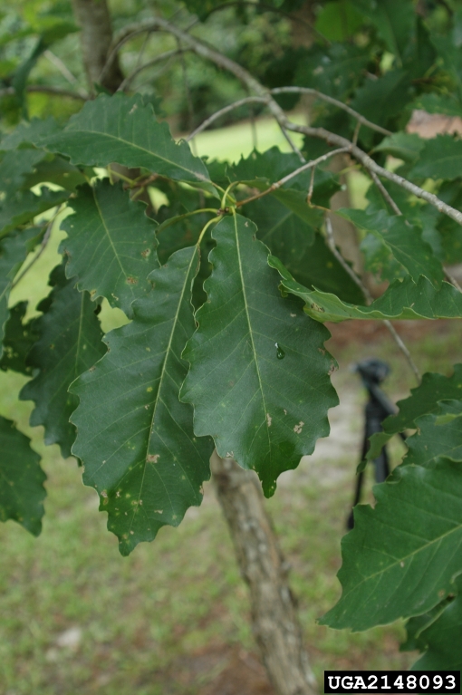 dwarf chinkapin oak (Quercus prinoides)