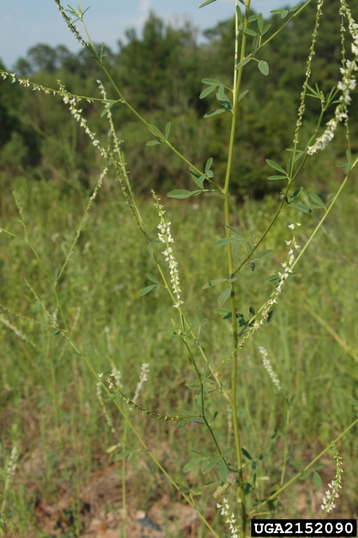 yellow sweetclover (Melilotus officinalis)