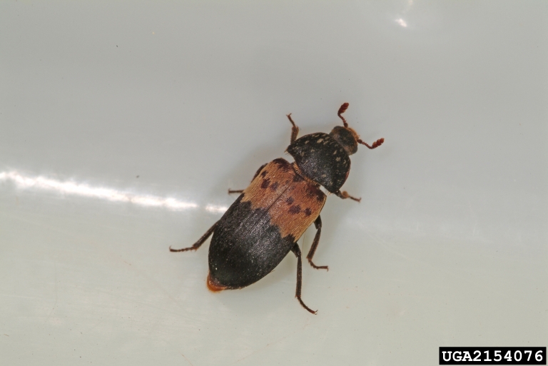 larder beetle (Dermestes lardarius)