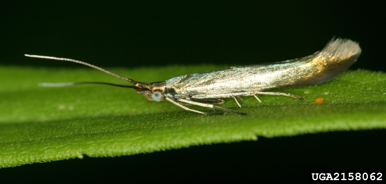 casebearer moths (Genus Coleophora Hubner, 1822)
