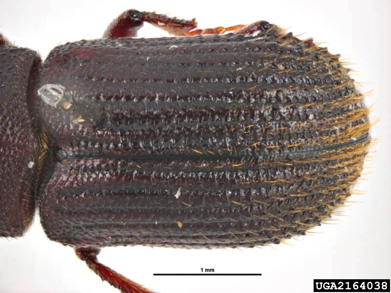 bark beetle (Pachycotes peregrinus (Chapuis, 1869))