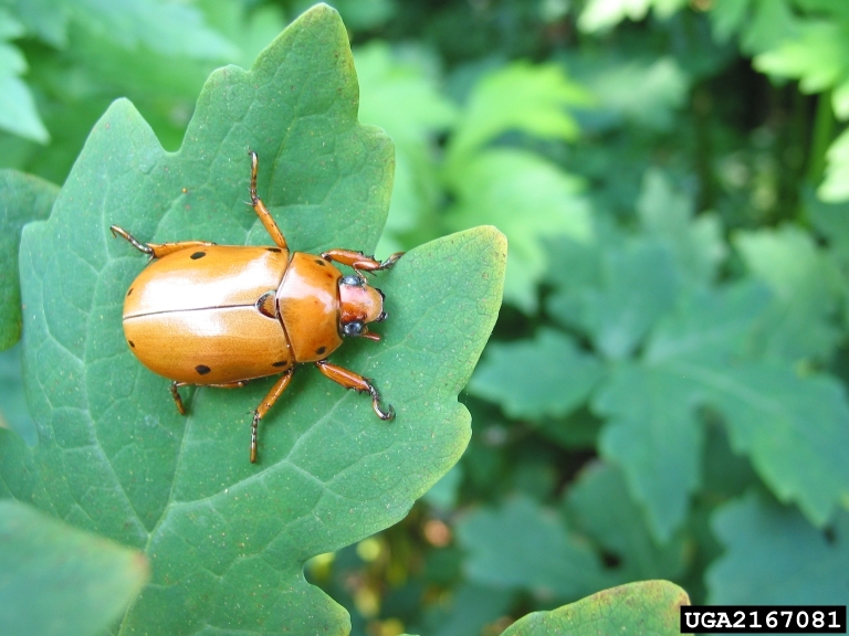 grapevine beetle (Pelidnota punctata (Linnaeus,1758))