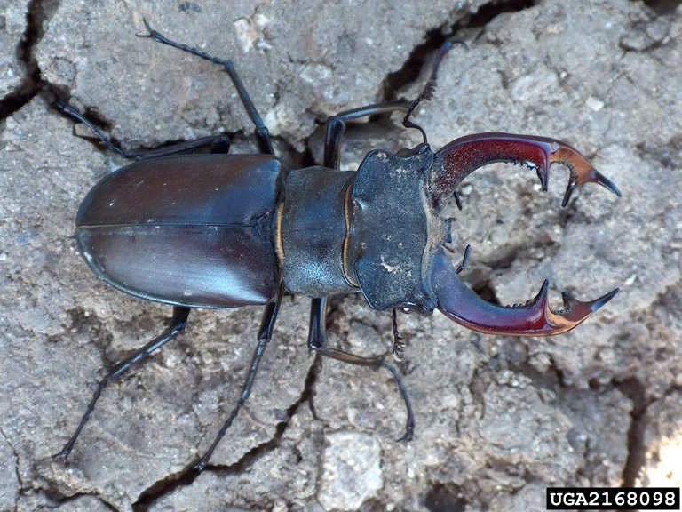 stag beetle (Lucanus cervus (Linnaeus, 1758))