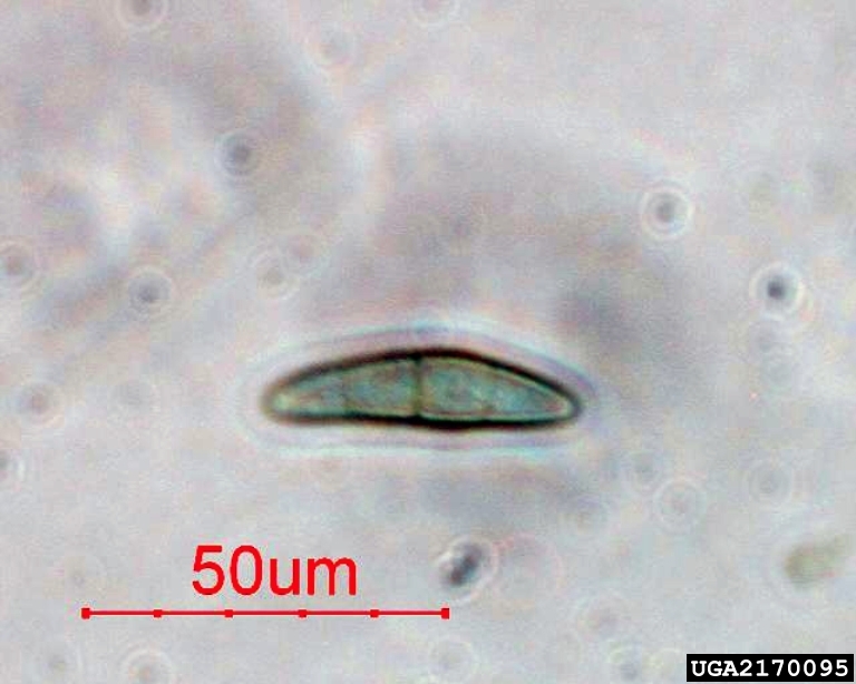 Phaeosphaeria fungi (Genus Phaeosphaeria)