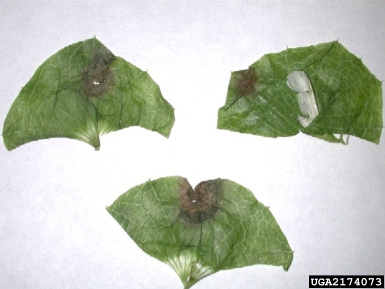 leaf spot disease of BellsofIreland (Cercospora moluccella)